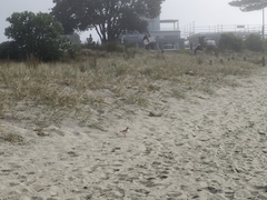 Charadrius obscurus aquilonius