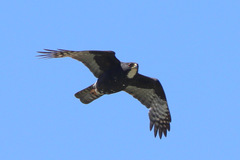 Accipiter melanoleucus