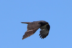Accipiter melanoleucus