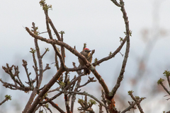 Melanerpes hoffmannii