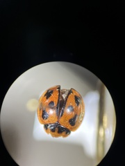 Coelophora inaequalis