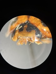 Coelophora inaequalis