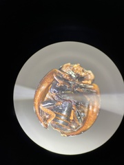 Coelophora inaequalis