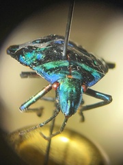 Tectocoris diophthalmus
