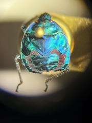 Tectocoris diophthalmus