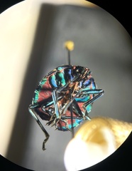 Tectocoris diophthalmus