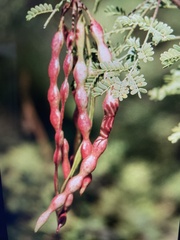 Vachellia constricta