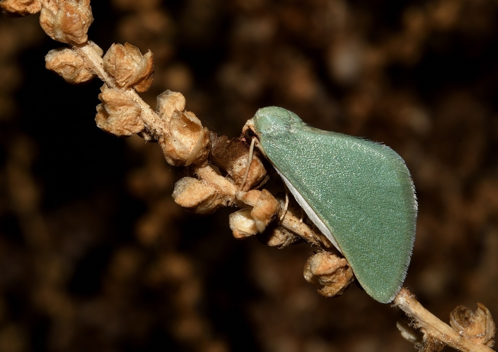 Microloxia schmitzi
