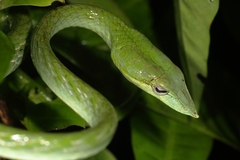 Ahaetulla farnsworthi