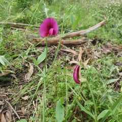 Lathyrus tingitanus
