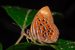 Taxila haquinus