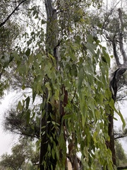 Eucalyptus grandis