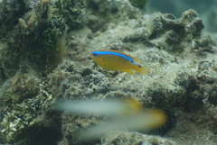 Chrysiptera leucopoma