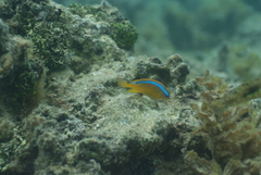 Chrysiptera leucopoma