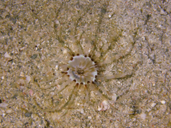 Isarachnanthus