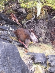 Gallirallus australis australis