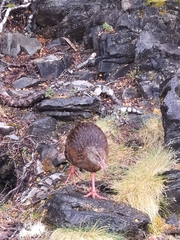 Gallirallus australis australis