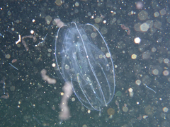 Bolinopsis