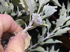 Asphondylia enceliae