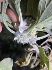 Asphondylia enceliae