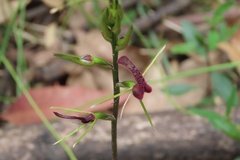 Cryptostylis leptochila