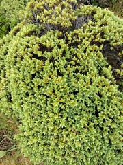 Veronica topiaria