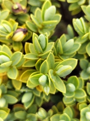 Veronica topiaria