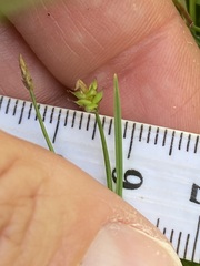 Carex capillacea