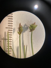 Carex capillacea