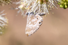 Leptotes marina