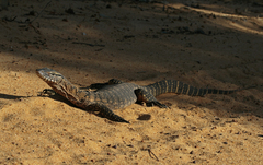 Varanus rosenbergi