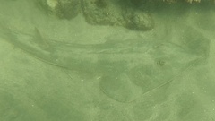 Pseudobatos productus