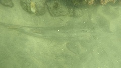 Pseudobatos productus