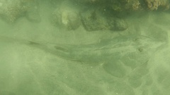 Pseudobatos productus