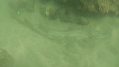 Pseudobatos productus