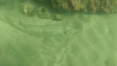 Pseudobatos productus