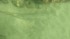 Pseudobatos productus