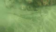 Pseudobatos productus