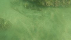 Pseudobatos productus