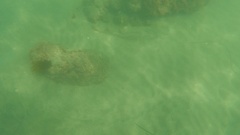 Pseudobatos productus