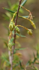 Styphelia setigera