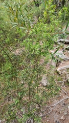 Styphelia setigera