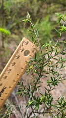 Styphelia setigera