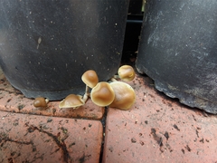 Psilocybe angulospora