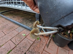 Psilocybe angulospora