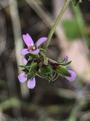 Pelargonium inodorum