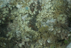 Palythoa