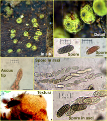 Thyronectroidea chrysogramma