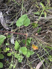 Pelargonium inodorum