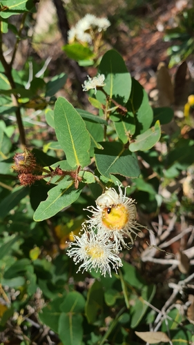 Dwarf apple (Angophora hispida)